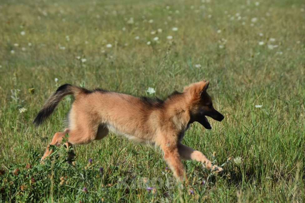 Собаки в Москве: Ненецкая оленегонная лайка. Кобель Ясно-Солнышко. Мальчик, 50 000 руб. - фото 4