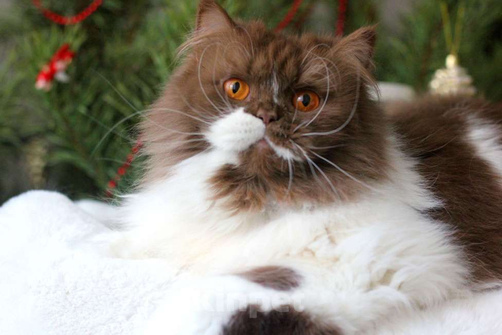 Кошки в Москве: Роскошная красавица британка Девочка, 15 000 руб. - фото 2