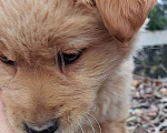 Собаки в Москве: Чудесные маленькие щенки-девочки в добрые руки Девочка, 10 руб. - фото 5