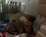 Собаки в Туле: Пропала собака Мальчик, 5 000 руб. - фото 2