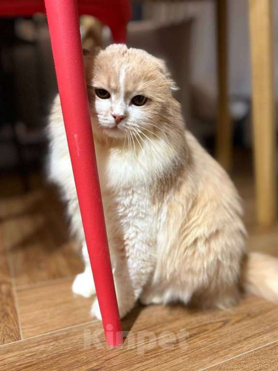 Кошки в Москве: Очень социальный и общительный Басик ищет постоянного собеседника Мальчик, Бесплатно - фото 7