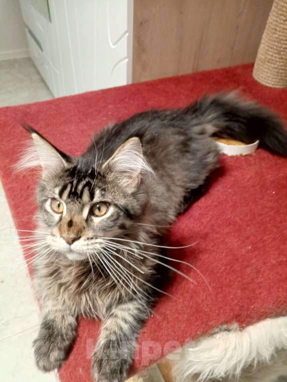 Кошки в Краснодаре: Котёнок мейн-кун Мальчик, 25 000 руб. - фото 7