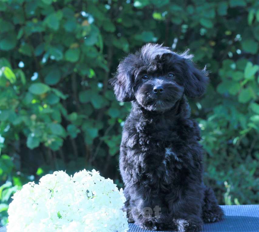 Собаки в Москве: мальтипу Ф1 щенки Девочка, 90 000 руб. - фото 8