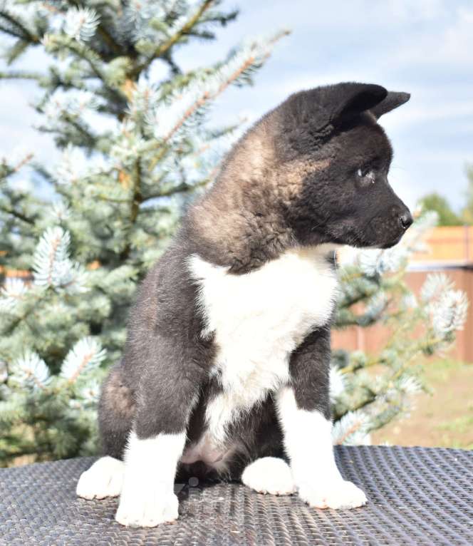 Собаки в Серпухове: Американская акита щенок  Девочка, 70 000 руб. - фото 2