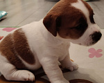Собаки в Мытищах: Джек Рассел терьер Аврора Девочка, 100 000 руб. - фото 6