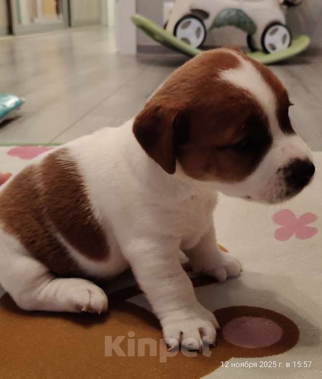 Собаки в Мытищах: Джек Рассел терьер Аврора Девочка, 100 000 руб. - фото 6