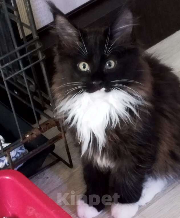 Кошки в Москве: Котенок мейн кун Мальчик, Бесплатно - фото 1