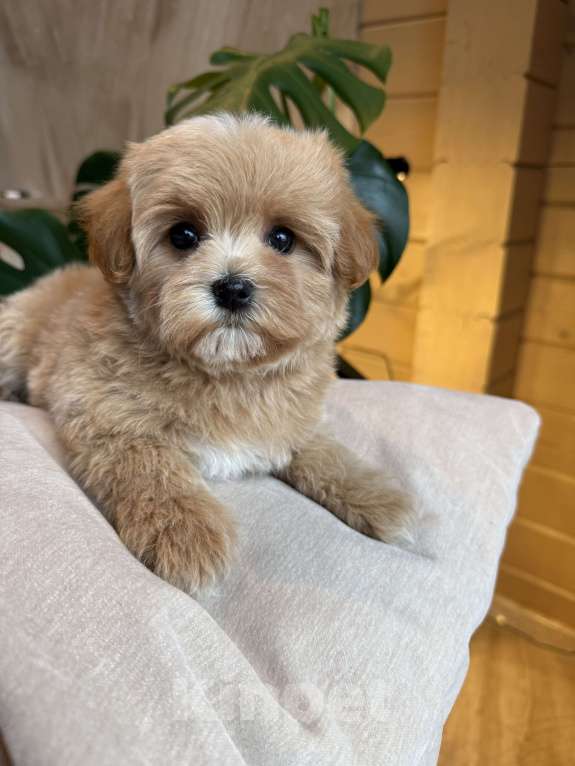 Собаки в других городах Московской области: Мальтипу мини f 1 Мальчик, 200 000 руб. - фото 10