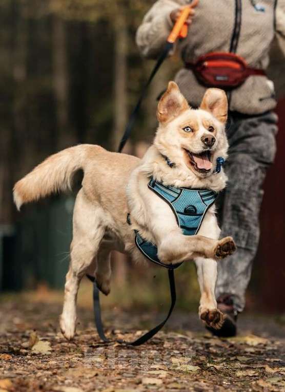 Собаки в Москве: Голубоглазый метис ретривера Софус в добрые руки Мальчик, 1 руб. - фото 8