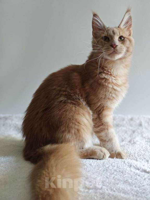 Кошки в Чайковском: Мальчик Мейн кун. MCO окрас - e 09 кремовый с белым Мальчик, 45 000 руб. - фото 8