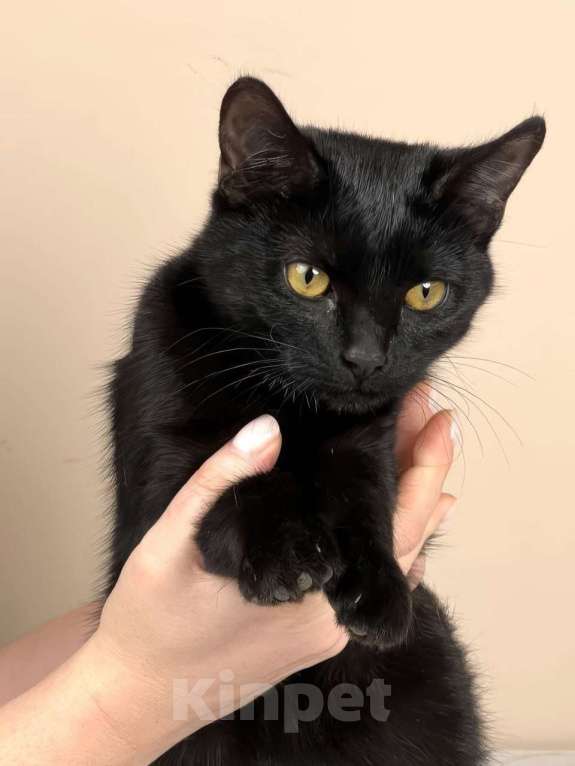 Кошки в Москве: котенок Куба ищет дом Девочка, Бесплатно - фото 6