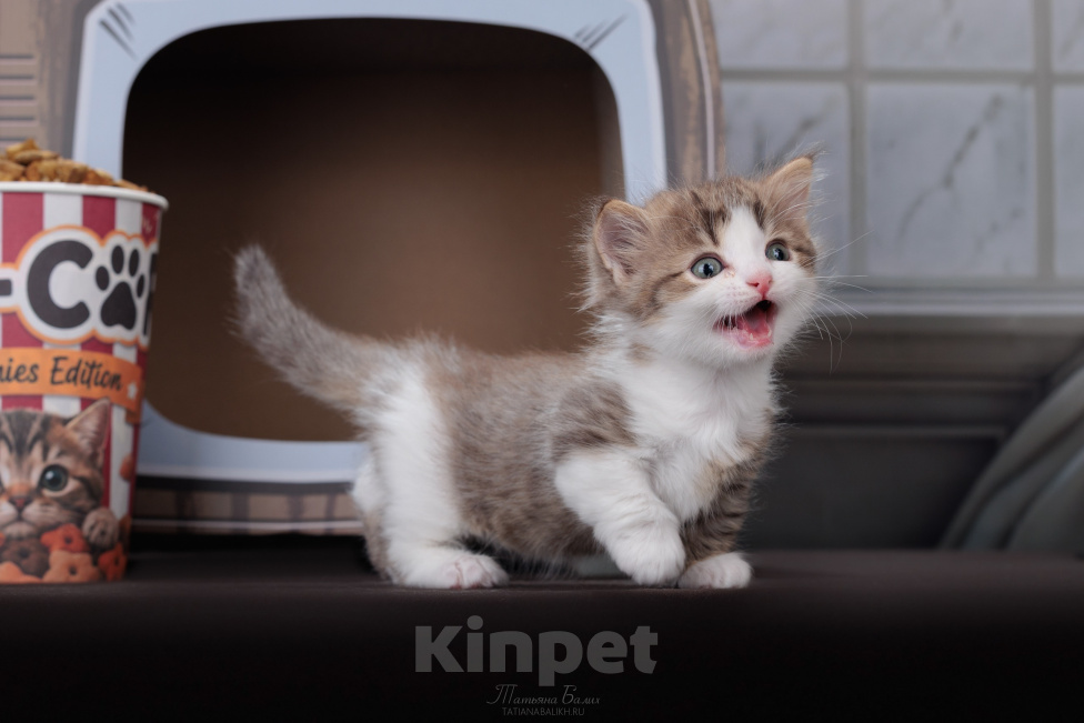 Кошки в Москве: Котята манчкин Мальчик, 99 999 руб. - фото 7