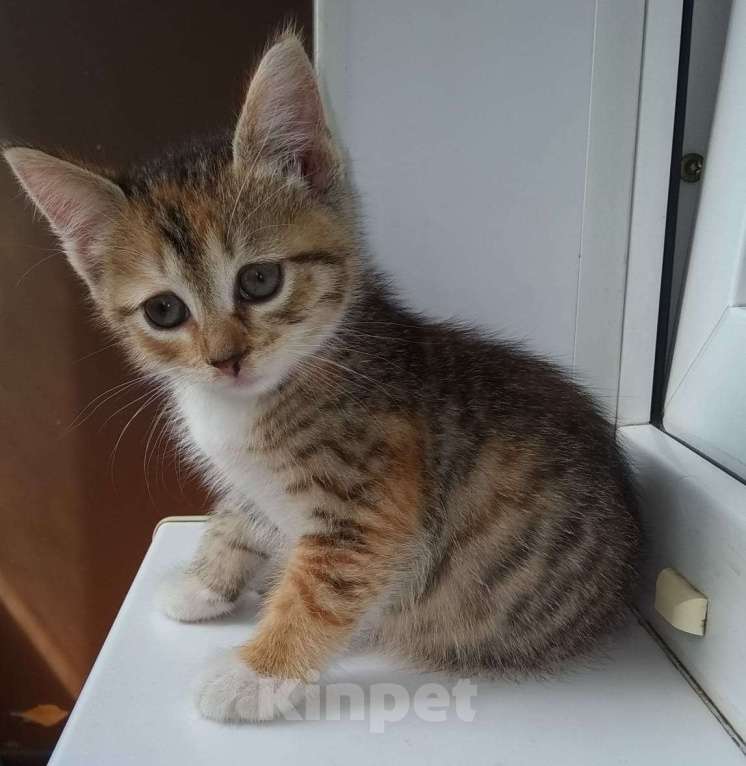 Кошки в Москве: Милый котенок в дар Девочка, Бесплатно - фото 4