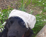 Собаки в Невинномысске: Пропал собака 18.05.2023! Невинномысск район Рождественка. Мальчик, 1 000 руб. - фото 1