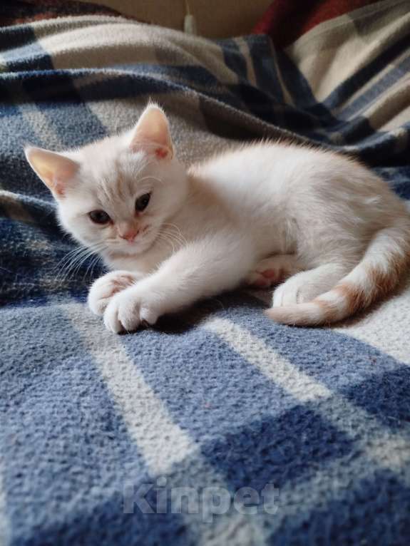 Кошки в Москве: Британский котенок мальчик Мальчик, 10 000 руб. - фото 3