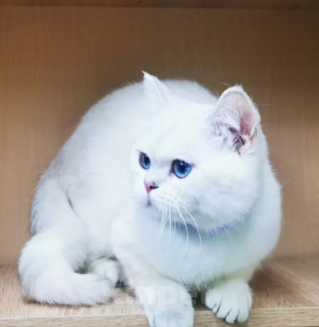 Кошки в Димитровграде: Котик Лимончик Мальчик, 35 000 руб. - фото 1