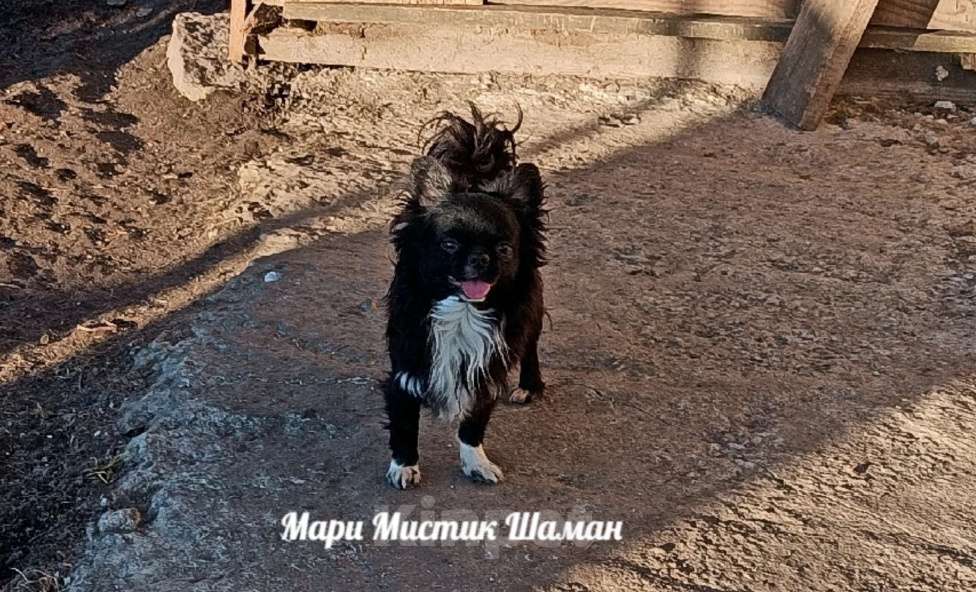 Собаки в Санкт-Петербурге: Шаман черный с белым длинношерстный чихуахуа Мальчик, 70 000 руб. - фото 1