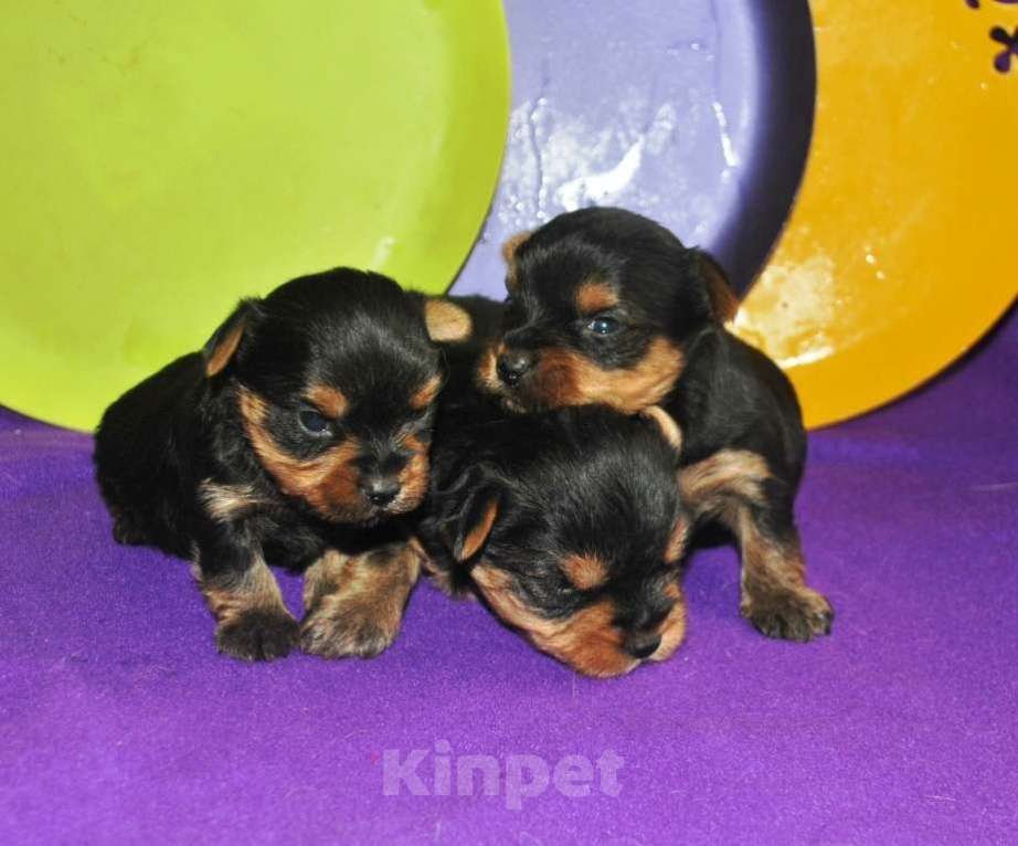 Собаки в Москве: Мальчики йорки Мальчик, 29 000 руб. - фото 2