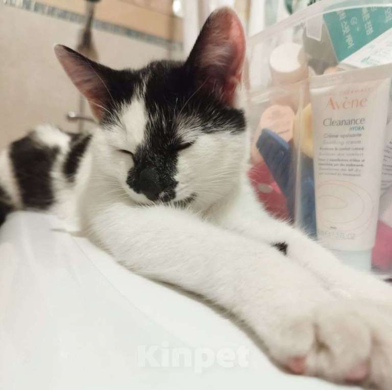 Кошки в Москве: Котенок девочка Микки в поисках своего человека! Девочка, Бесплатно - фото 3