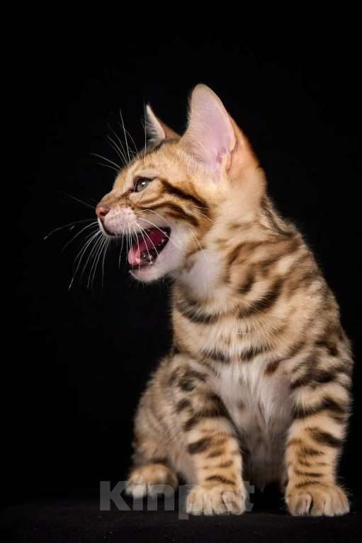 Кошки в Екатеринбурге: Бенгальский мальчик Мальчик, 50 000 руб. - фото 1