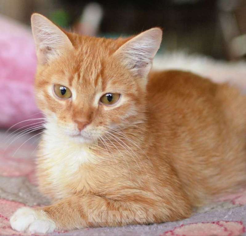 Кошки в Долгопрудном: Марсик Мальчик, Бесплатно - фото 1