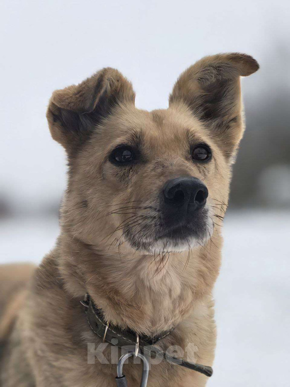 Собаки в Королеве: Мушка. 9 долгих лет в приюте! Девочка, Бесплатно - фото 2