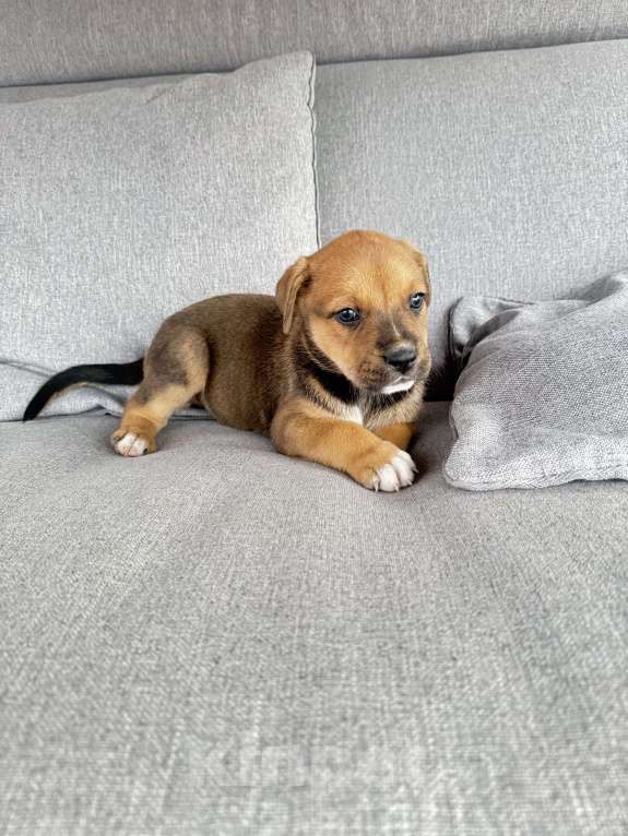 Собаки в других городах Калининградской области: Р Мальчик, Бесплатно - фото 1