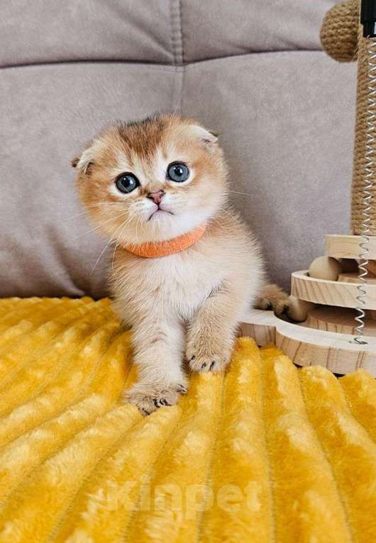 Кошки в Владимире: Шотландские котята девочка Девочка, Бесплатно - фото 3