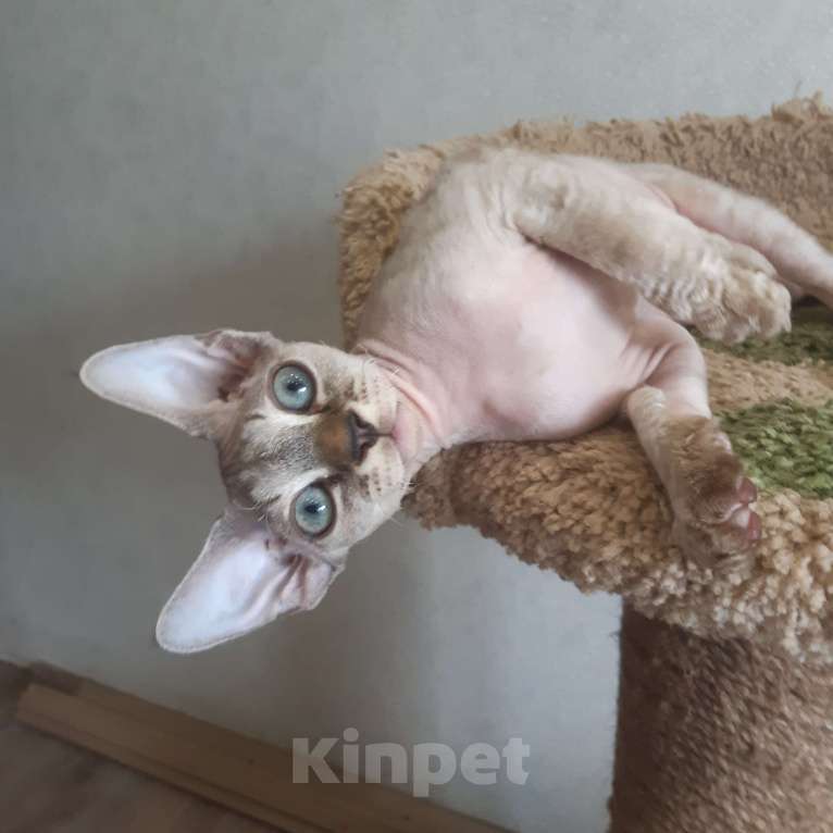 Кошки в Владимире: Мальчик Девон-Рекс Мальчик, 50 000 руб. - фото 2