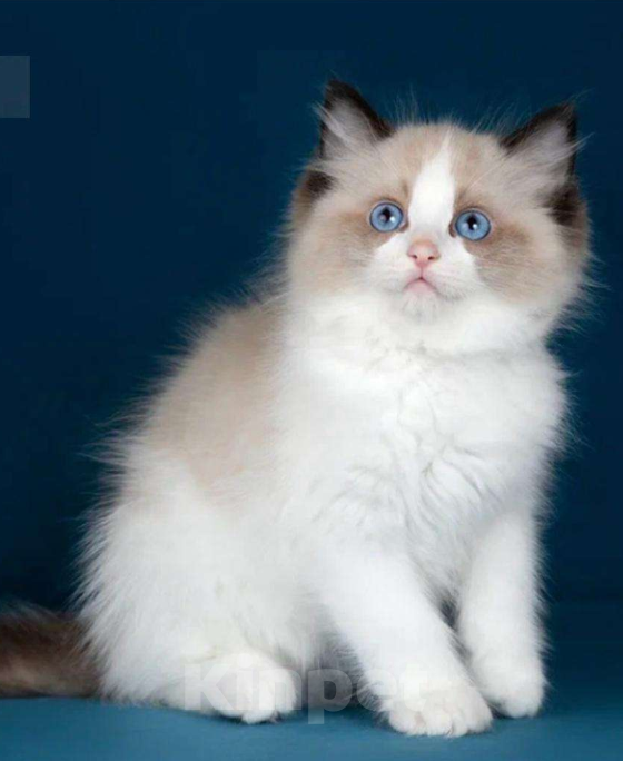 Кошки в Москве: котенок рэгдолл Мальчик, 120 000 руб. - фото 4