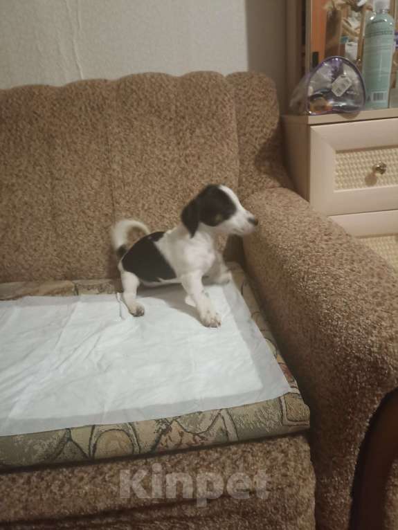 Собаки в Москве: Продаются  щенки Девочка, 25 000 руб. - фото 6