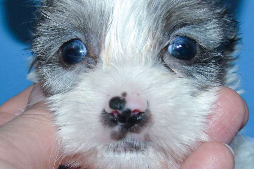 Собаки в Москве: Щенок-девочка цветного йорка окрас блюберри  Девочка, 60 000 руб. - фото 4