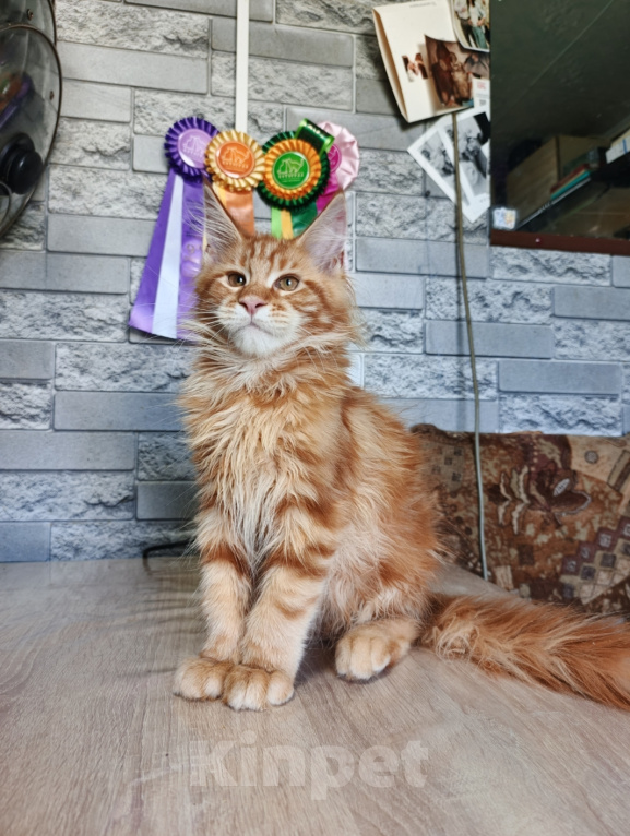 Кошки в других городах Ленинградской области: Котята мейн кун Мальчик, 50 000 руб. - фото 1