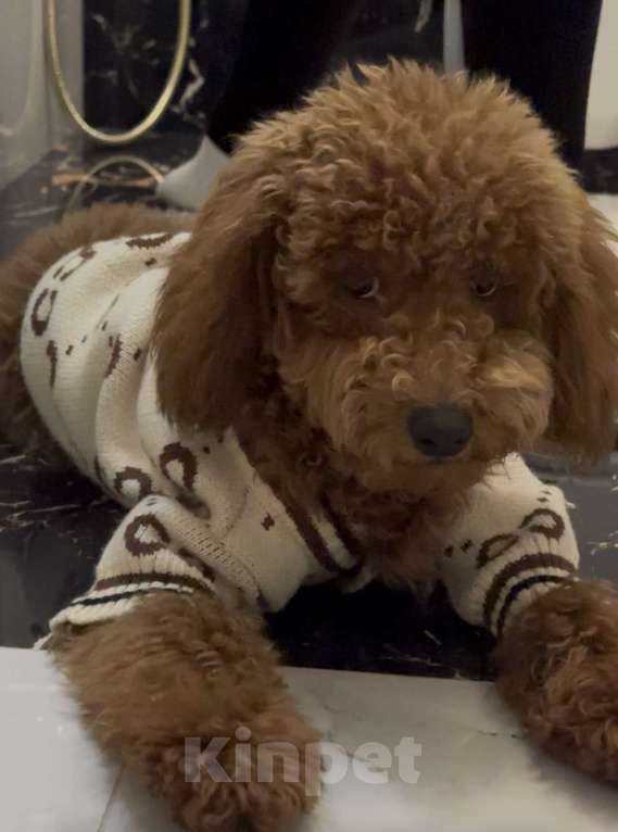 Собаки в Казани: Продаю Той пуделя Мальчик, Бесплатно - фото 3