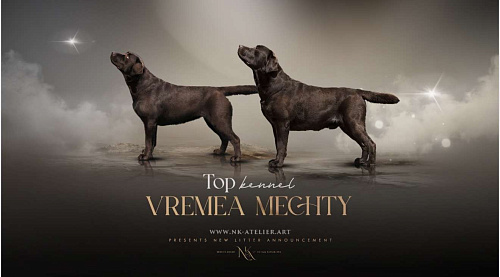 Щенки лабрадора 