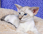 Кошки в Волгограде: Ориентальные котята Мальчик, Бесплатно - фото 1