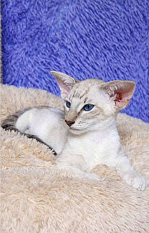 Ориентальные котята