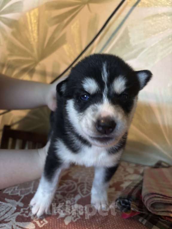Собаки в Ярославле: Хаски щенки  Мальчик, 7 500 руб. - фото 7