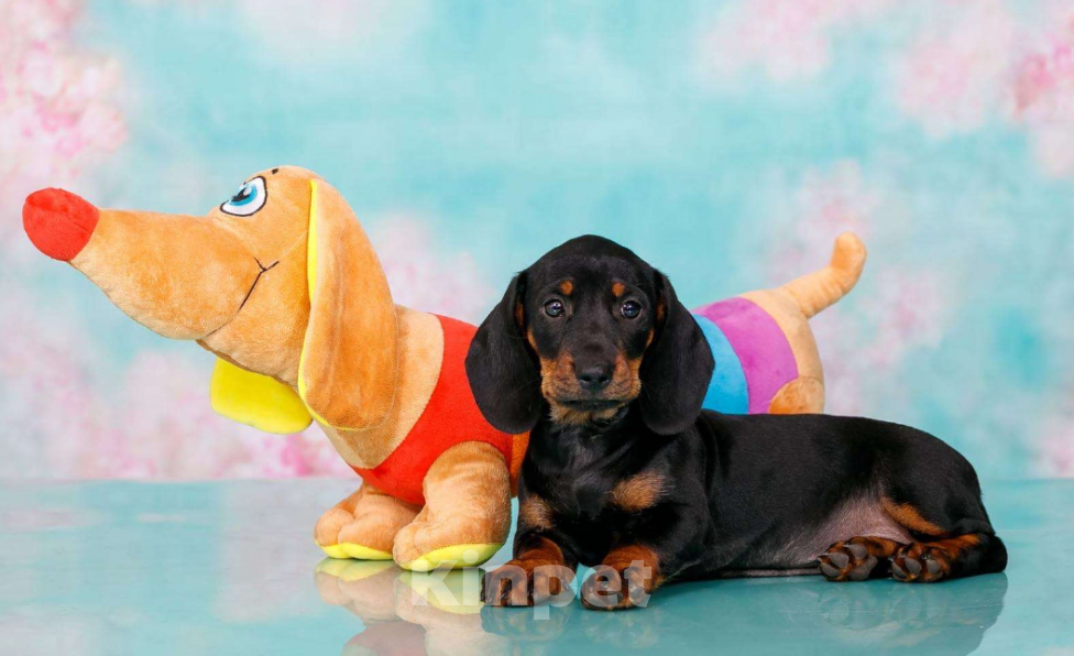 Собаки в Москве: Стандартная девочка такса Девочка, 50 000 руб. - фото 6