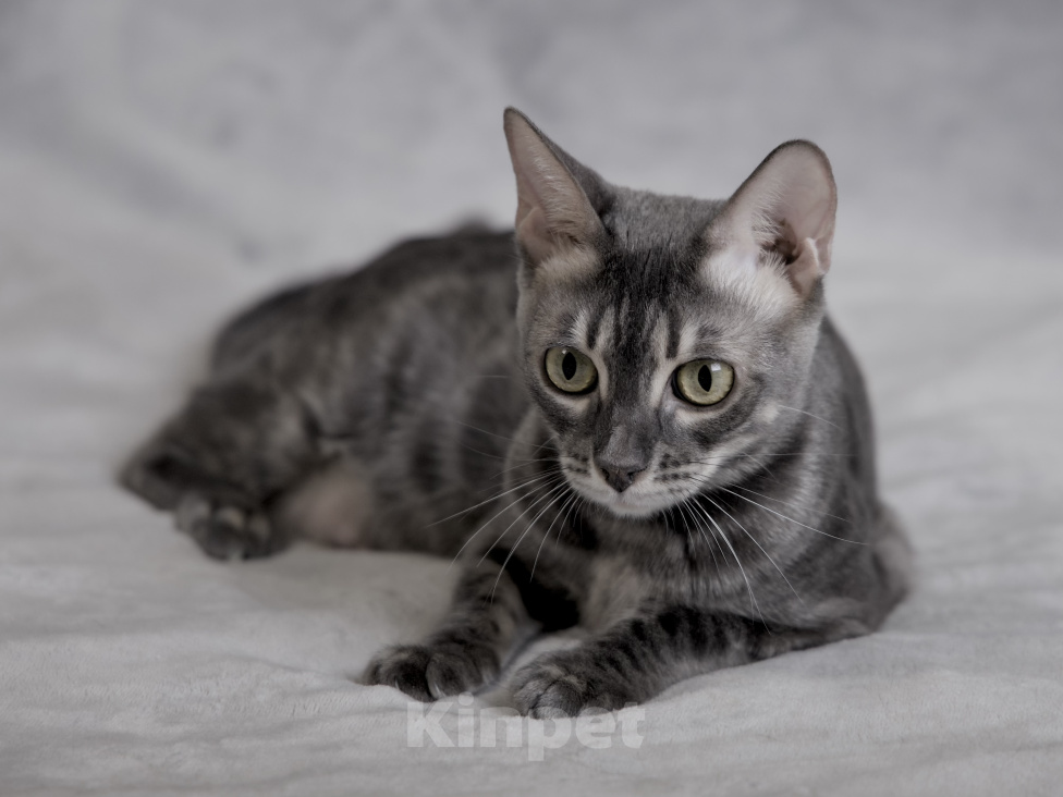 Кошки в Казани: БЕНГАЛЬСКАЯ КОШКА ИЗ ПИТОМНИКА Девочка, 10 000 руб. - фото 1