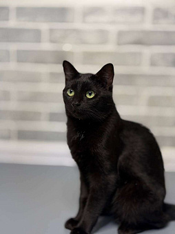 Стич — удивительный кот в добрые руки!