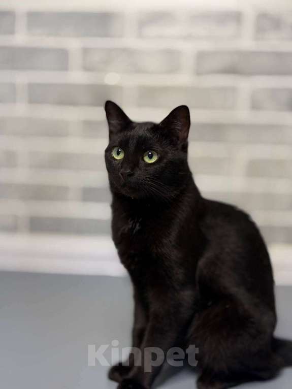 Кошки в Санкт-Петербурге: Стич — удивительный кот в добрые руки! Мальчик, Бесплатно - фото 1