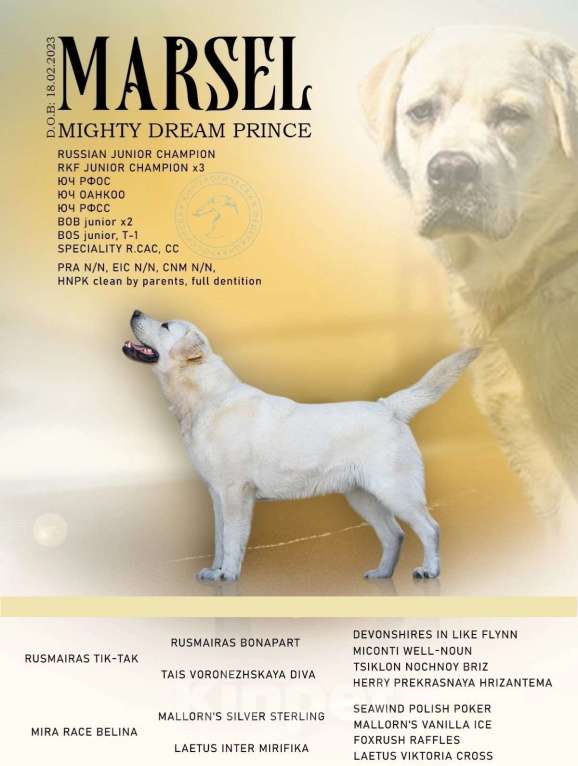 Собаки в Воронеже: Лабрадор кобель на вязку Мальчик, Бесплатно - фото 1