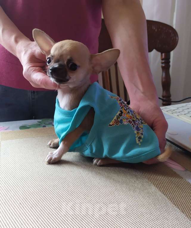 Собаки в Москве: Мини чихуахуа мальчик Мальчик, 45 000 руб. - фото 7