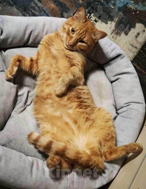 Кошки в Москве: кот Апероль ищет дом Мальчик, Бесплатно - фото 4