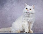 Кошки в Москве: Белая пушистая крупная кошка Шанель в добрые руки Девочка, 1 руб. - фото 3
