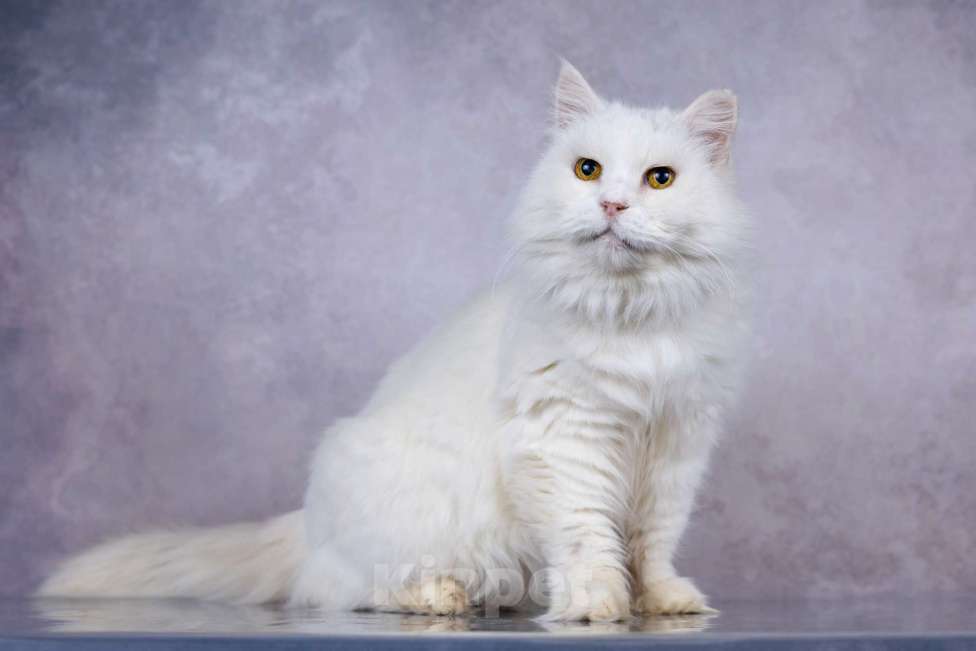 Кошки в Москве: Белая пушистая крупная кошка Шанель в добрые руки Девочка, 1 руб. - фото 3