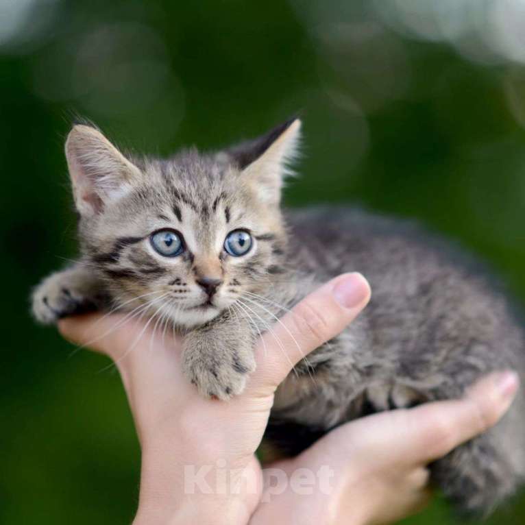 Кошки в Москве: Маленький котенок Симба Мальчик, Бесплатно - фото 4