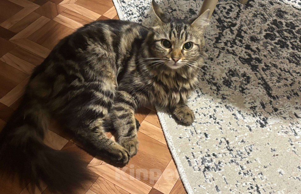 Кошки в других городах Московской области: Маруся ищет любящий дом! Девочка, Бесплатно - фото 3