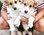 Собаки в Майкопе: Щенки Вельш-корги Мальчик, 50 000 руб. - фото 3